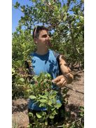 Playadito - Con Palo - "Népszerű lágy, pörkölt mogyorós Yerba" 