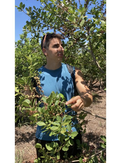 Playadito - Con Palo - "Népszerű lágy, pörkölt mogyorós Yerba" 