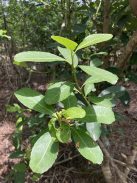 Piporé - Sublime - "Lágyabb Maté" - [Argentína]