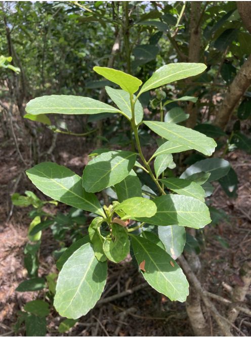 Piporé - Sublime - "Lágyabb Maté" - [Argentína]