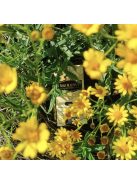 Królowa - Suave "A Tanya Királynője" [Argentína]