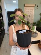 Susurro Nativo - "A szőke maximalista!" [Argentína]