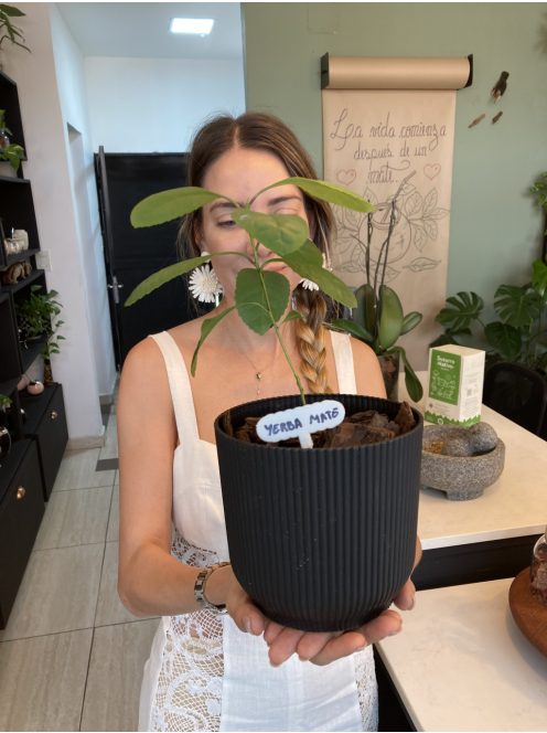 Susurro Nativo - "A szőke maximalista!" [Argentína]