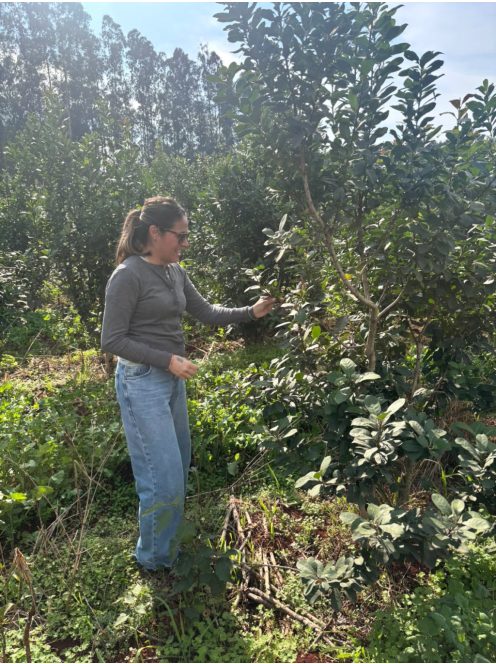 Selva Mate - "Erdőmentő matéval mented a yerba erdőt  [Argentína]