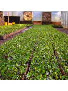 La Merced - Campo Sur "Lágyabb és selymesebb natúr Maté" [Argentína]