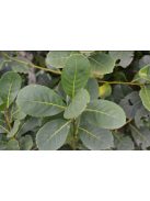 La Merced - Campo Sur "Lágyabb és selymesebb natúr Maté" [Argentína]