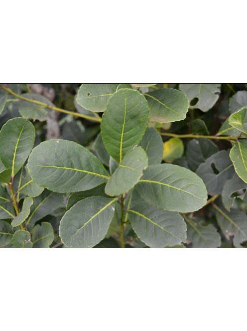 La Merced - Campo Sur "Lágyabb és selymesebb natúr Maté" [Argentína]