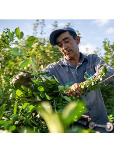   Selecta Jengibre, Limon y Miel -  "Gyömbér, Citrom és Méz" [Paraguay]