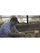 Selecta Jengibre, Limon y Miel -  "Gyömbér, Citrom és Méz" [Paraguay]