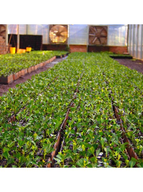 Taragüi - Sin Palo "Top Argentin Löket" [Argentína]