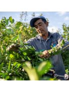Selecta Maracuya -  "Passion Fruit - Maracujás yerba" [Paraguay]