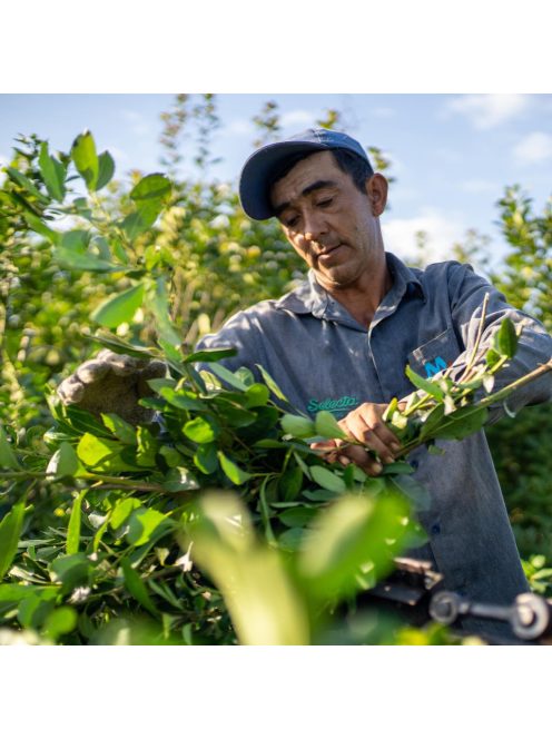 Selecta Maracuya -  "Passion Fruit - Maracujás yerba" [Paraguay]