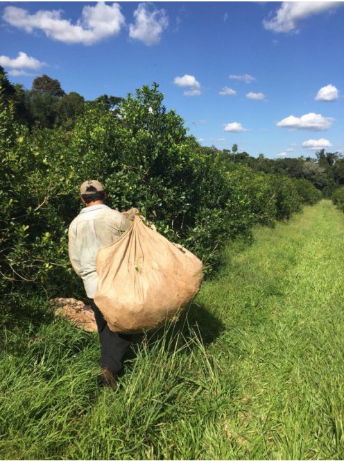 Selecta Maracuya -  "Passion Fruit - Maracujás yerba" [Paraguay]