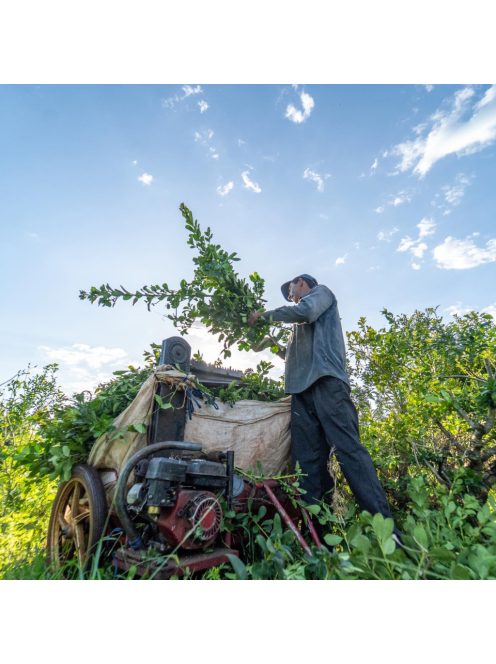 Selecta Maracuya -  "Passion Fruit - Maracujás yerba" [Paraguay]