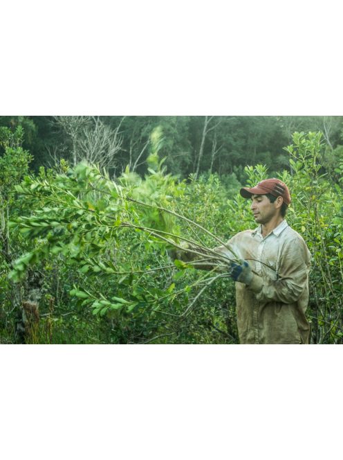Arapeguá Con Palo Biodinámico - "Biodinamikus Yerba" [Argentína]