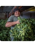 Guayakí "FUNKY! A leghíresebb yerba az USA-ban" [Argentna]