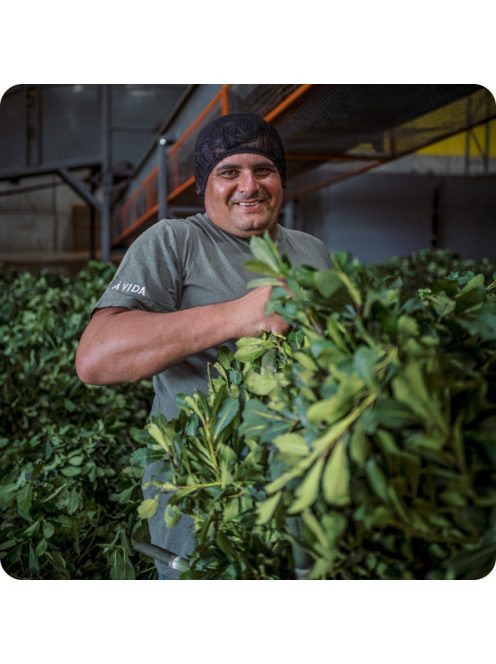 Guayakí "FUNKY! A leghíresebb yerba az USA-ban" [Argentna]