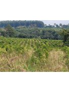 Atiguá Orgánica - "2025 legjobb szakértői yerbája" " [Argentína]