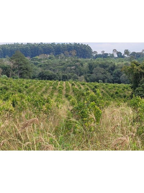 Atiguá Orgánica - "2025 legjobb szakértői yerbája" " [Argentína]