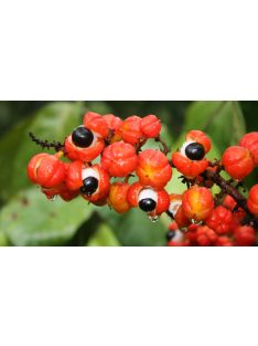   CBSé Guarana - "Orbit Kids rágógumi ízű yerba" [Argentína]